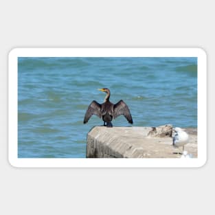 Double-Crested Cormorant With Its Wings Spread Sticker